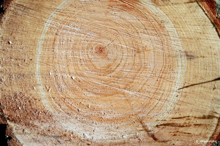 Bestimmung Der Härte Von Holz