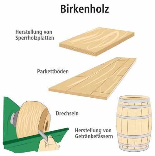 Verwendung Von Holzarten In Der Holzbearbeitung
