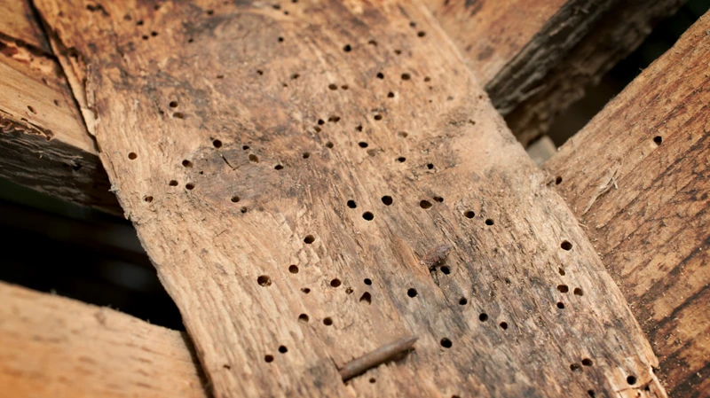Warum Ist Feuchtigkeit Schlecht Für Holz?