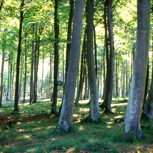 Warum Ist Nachhaltigkeit Bei Der Holzwahl Wichtig?