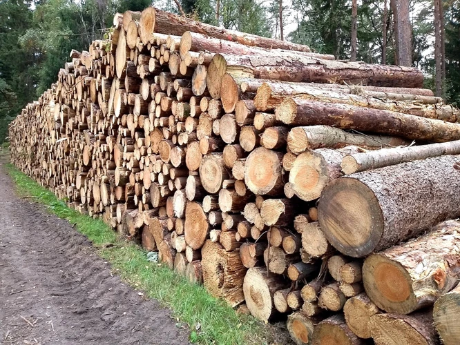 Welche Holzarten Eignen Sich Am Besten Zur Umwandlung In Biomasse?